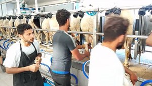 Очередная ферма в Ларнаке и дойка овец на доильном зале 1*36.