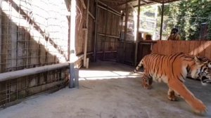 🐯 Жигер переехал!