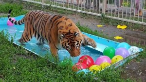 Тигр Шерхан играет в Барнаульском зоопарке