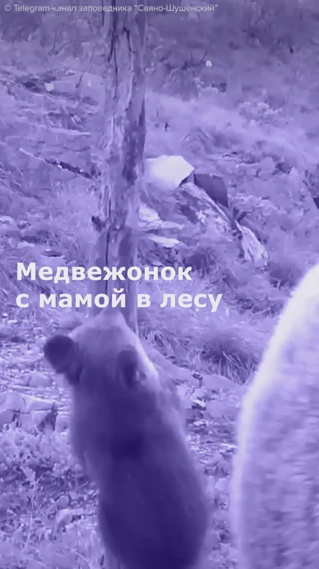 Медвежонок с мамой в лесу