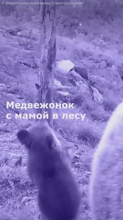 Медвежонок с мамой в лесу