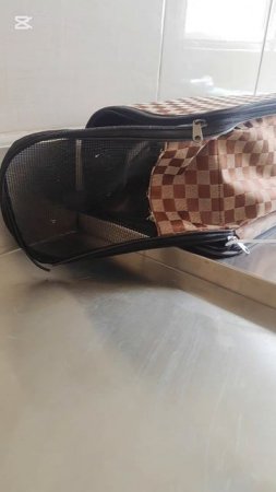 Второй день вожу кошек на капельницы