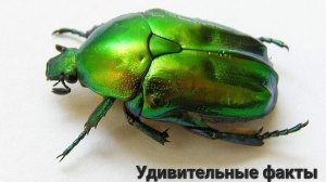 🎥 Золотистая бронзовка – изумрудный сокровище наших садов! 💎🐞