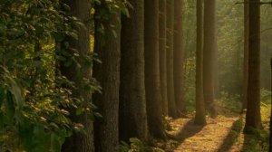 Истории из жизни. Советчики в моей голове. Аудио рассказы, Жизненные истории слушать