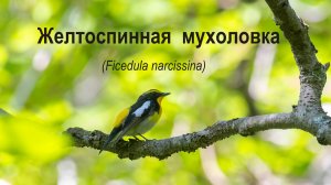 Желтоспинная мухоловка (Ficedula narcissina)