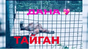 ДАНА-ЗВЕЗДА ТАЙГАНА! Чувствует себя прекрасно 🙏 Парк Львов Тайган