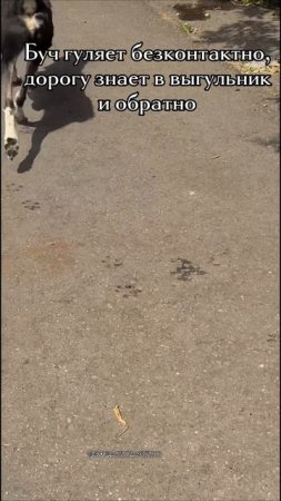 Жара, гулять нельзя, кроме Буча