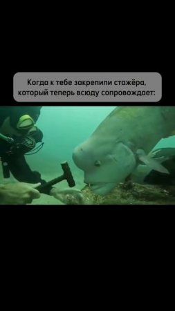 🔥СмехоМания t.me/Laughomania