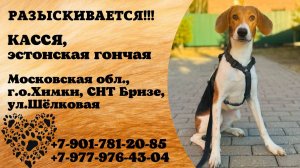 Пропала собака! КАССЯ. Эстонская гончая. Московская обл,  г.о. Химки