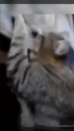 Кот качок