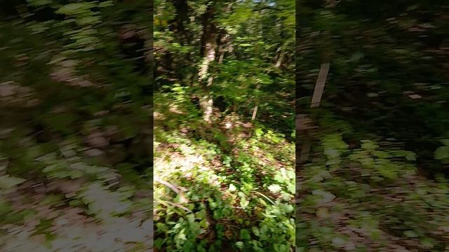 Шёл по тропе здоровья в Архипо-Осиповке думал найти Римскую башню, а нашёл дольмены на Чёрном море