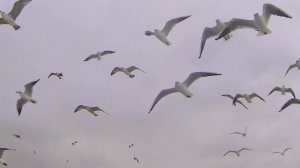 Красота полёта птиц. Красивая музыка. Музыка для души.