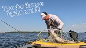 НУЖНО УМЕТЬ ИХ ИСКАТЬ!!! КАК ПОДОЙТИ К ТРОФЕЙНОЙ РЫБЕ? Рыбалка с Panoptix LiveScope System!!!