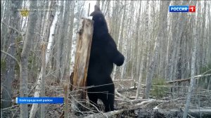 Медведь чешет спинку