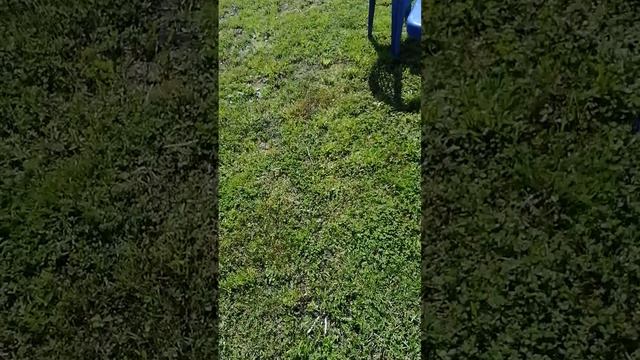 всем привет вы на канале профик, и сегодня я на даче