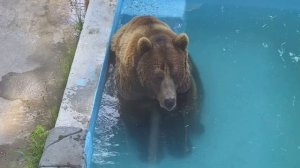 Отдых в бассейне