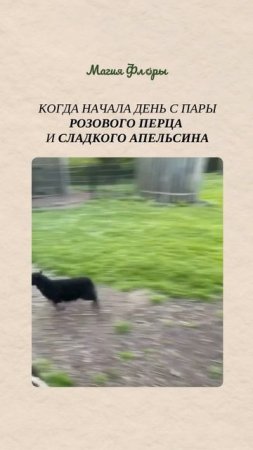 Розовый перец + сладкий апельсин = позитивный настрой и энтузиазм.