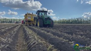 КФХ Плетинь - Уборка, сортировка, погрузка чипсового Картофеля(сорт ВР 808,Апал,Пероль 2022 год.)