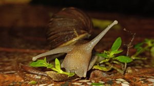 Космос вокруг нас. Момент из жизни Улитки.