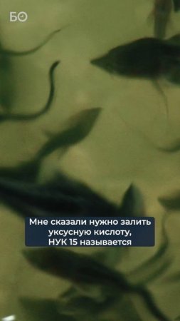 Кризисные моменты при выращивании малька осетровых пород #фермер #рыба #бизнес