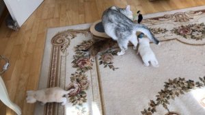 Котятам кошки Кайли 26 дней.