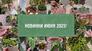 НОВИНКИ РАСТЕНИЙ июНя 2025