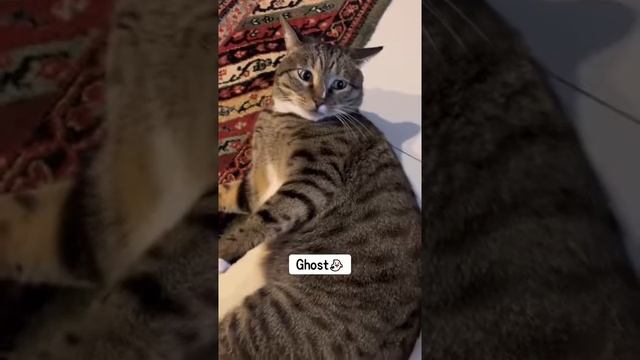 Разные звуки котов