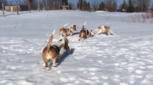 Бассет хаунды