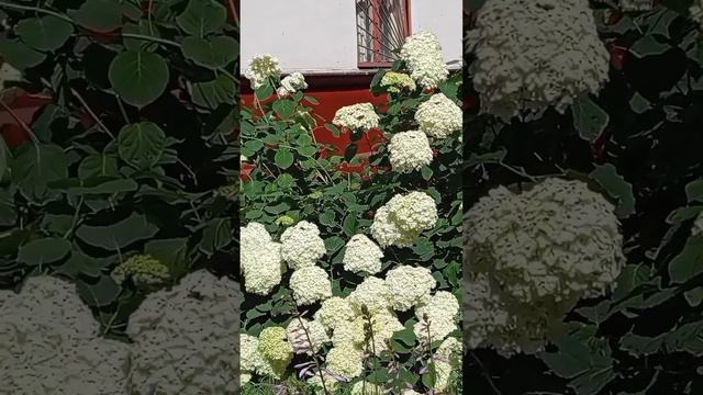 11.07.25. утро.... московские дворики и дома