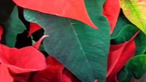 Пуансеттия или Молочай Красивейший. Правильный уход,чтобы цветок был здоров.