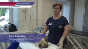 Специалисты рассказали, какие правила могут помочь домашним животным легче перенести жару