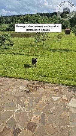 собака - улыбака