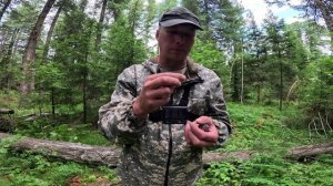 В лес на тракторе за грибами и ягодами, разведка урожая кедровой шишки! #сезонконтентаRUTUBE