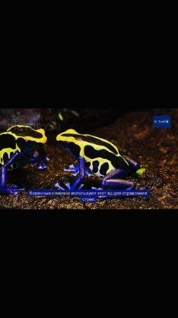5 смертельно опасных животных