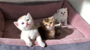 Котятам кошки Кайли 26 дней.