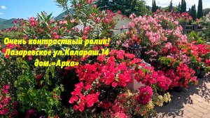 Очень контрастный ролик .Лазаревское, ул.Калараш,14. Дом "Арка"