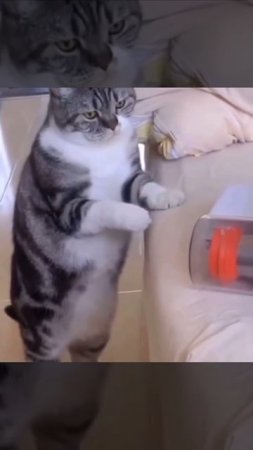 Мстя #short #прикол #прикольно #котик #котики #топ #котята