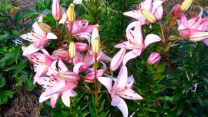 Десятого июля День красивых цветов.