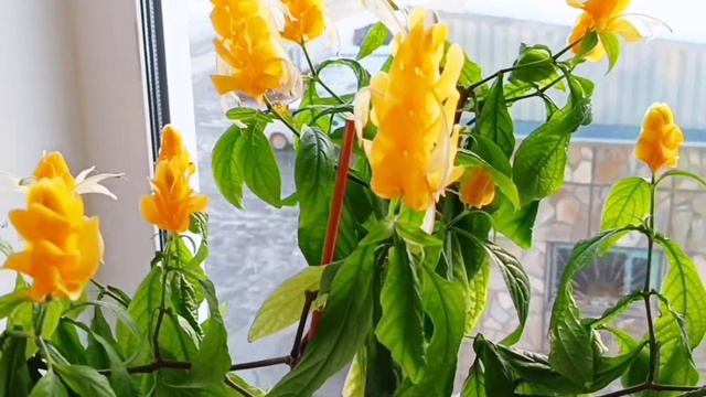 Цветок Пахистахис. Что надо знать? Pachystachys. #video