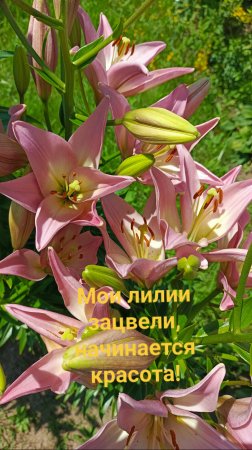 Какие лилии уже зацвели у меня в саду?