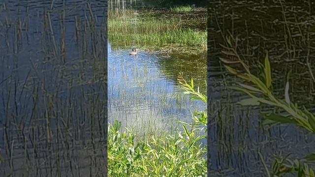 Летний парк и уточки