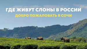 Парк слонов в Сочи | Чайные плантации