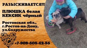 Пропали собаки! ПЛЮШКА белая, КЕКСИК черный. Ростовская обл., г.Ростов-на-Дону.