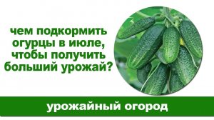 Подкормка огурцов в июле для увеличения урожая.
