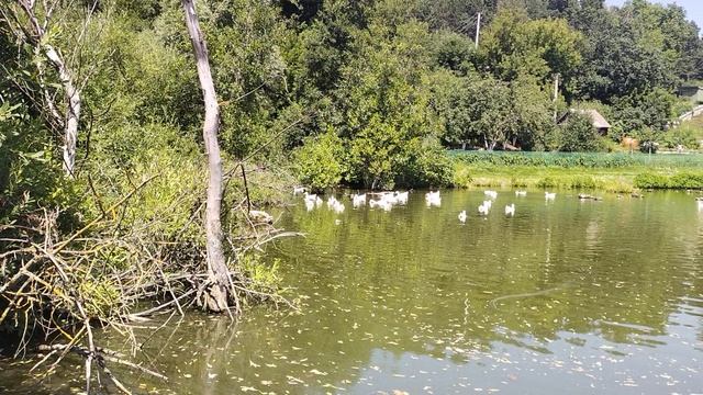 🐤Утиное озеро 🐤