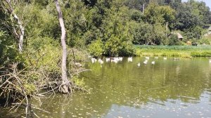 🐤Утиное озеро 🐤