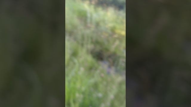 Спустя 2 часа нашла выход из леса