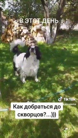Как добраться до скворцов?...)))