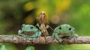 Необычная жизнь лягушек!
