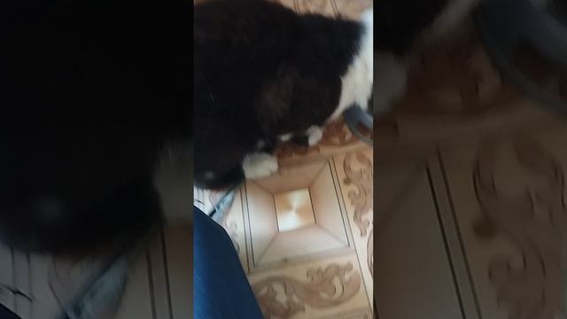 показываю вам своего кота